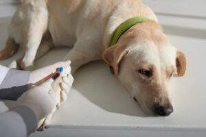Importance of Pet Blood Work For Dogs and Cats Pet Veterinary Blood Test