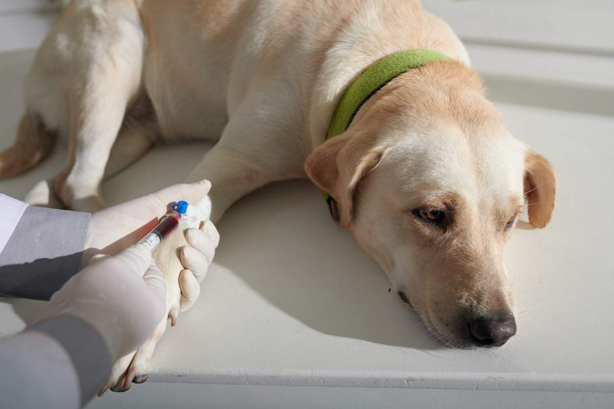 Featured image for post: Importance of Pet Blood Work For Dogs & Cats – Even If They Appear Healthy