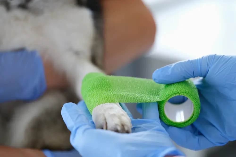 Featured image for post: Dog Wound Care: How to Care For Open Wounds on Dogs