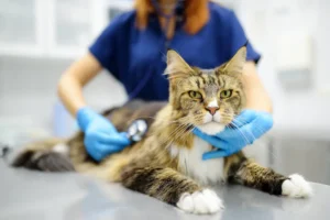 IBD Inflammatory Bowel Disease in Cats urgentvet.com
