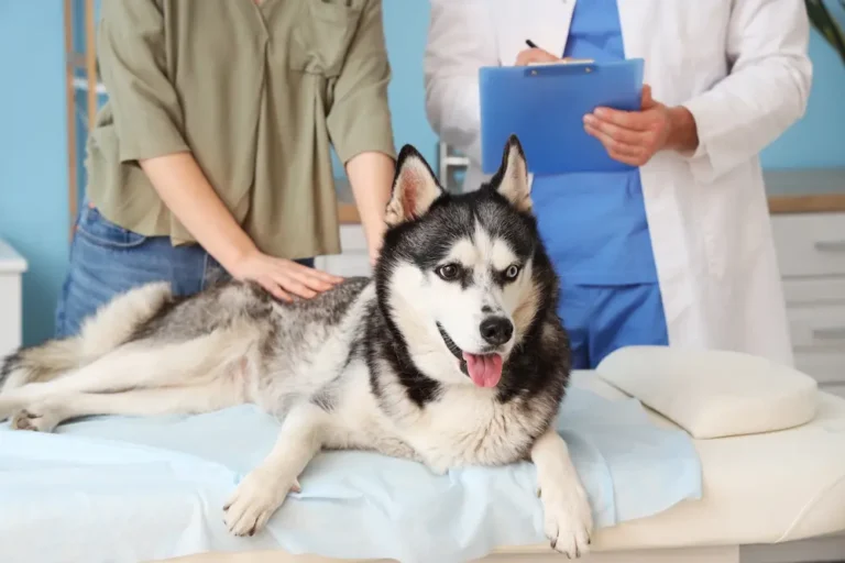 Inflammatory Bowel Disease IBD in Dogs urgentvet.com