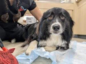wounded dog at urgent vet for treatment and care