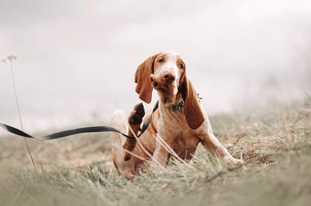 Featured image for post: Flea Allergy Dermatitis in Dogs: Signs, Treatment & Prevention