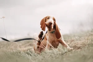 Flea Allergy Dermatitis in Dogs Signs Treatment Prevention UrgentVet