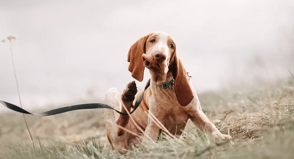 Flea Allergy Dermatitis in Dogs Signs Treatment Prevention UrgentVet