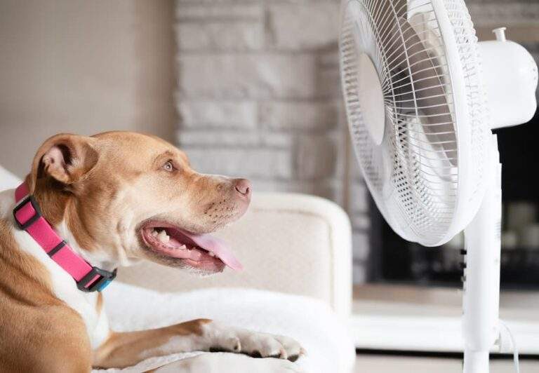Heat stroke in Dogs Signs Treatment Prevention urgent vet