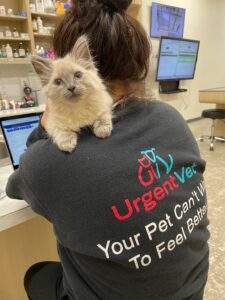 Kitten - Spartanburg