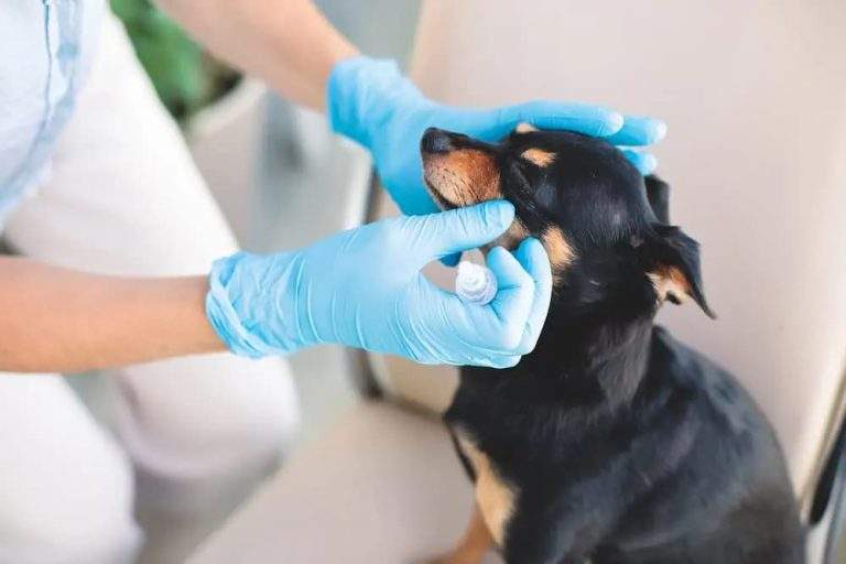 Conjunctivitis in dogs pink eye infection signs causes treatment at urgentvet