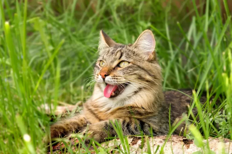heatstroke in cats signs treatment prevention urgentvet
