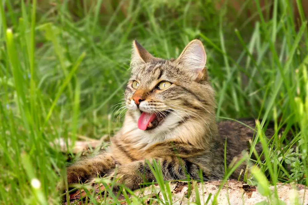 Featured image for post: Heatstroke in Cats: Signs, Treatment, and Prevention