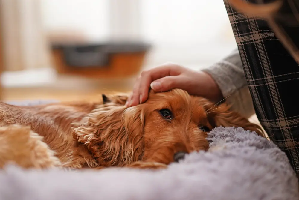 Featured image for post: Pain Meds for Dogs: What Can You Give a Dog for Pain?
