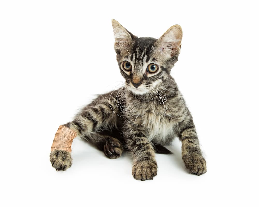 Featured image for post: Pain Meds for Cats: What Can You Give a Cat for Pain?