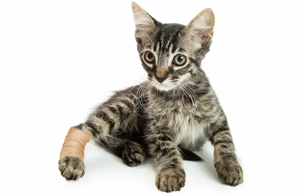 Pain Meds for Cats What Can You Give a Cat for Pain urgentvet