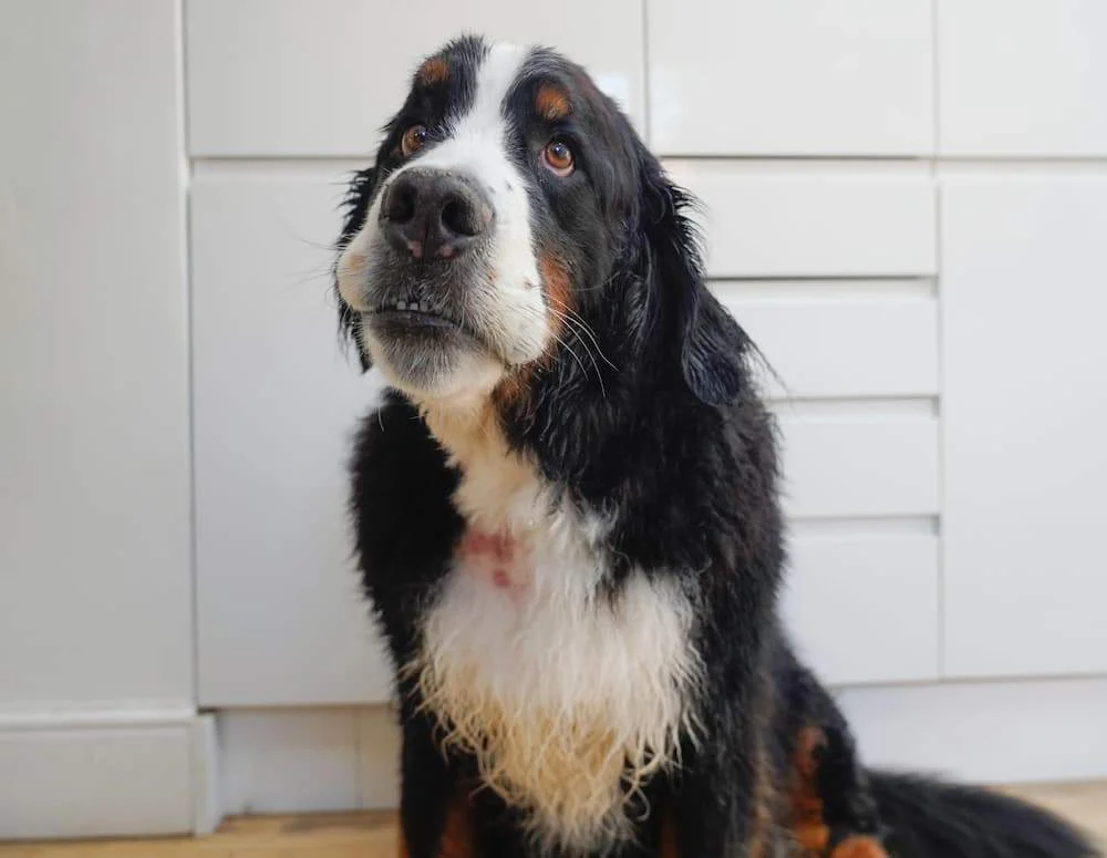Featured image for post: Common Dog Skin Issues: How To Spot, Diagnose & Treat