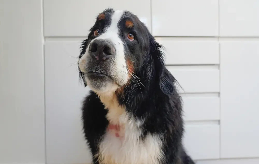 common dog skin issues how to spot diagnose treat urgentvet