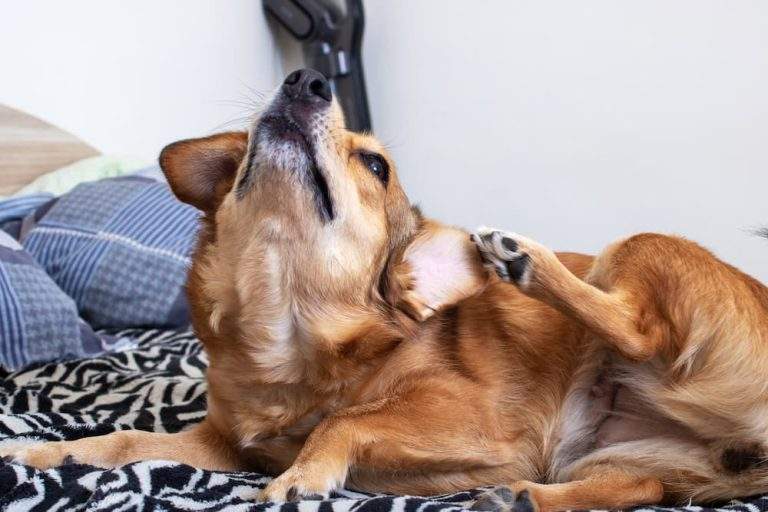 yeast infections in dogs types signs causes treatment urgentvet ()