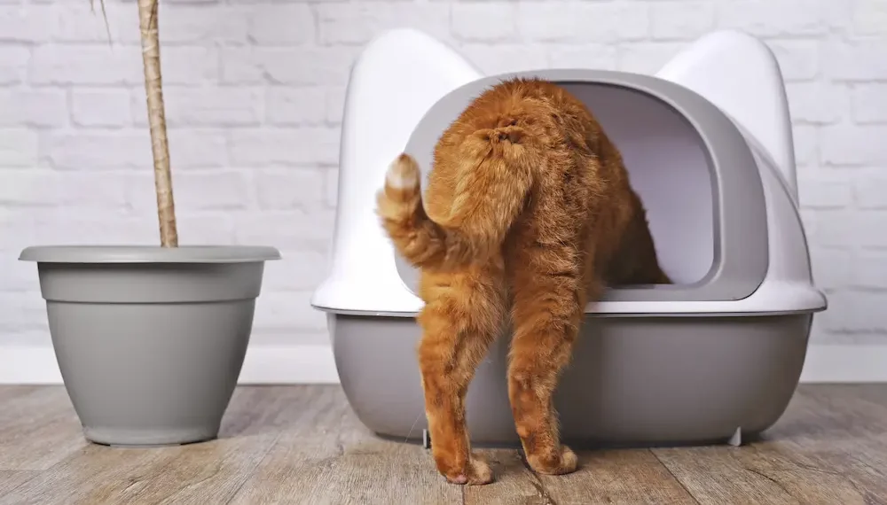 cat diarrhea treatment options causes what to give urgentvet