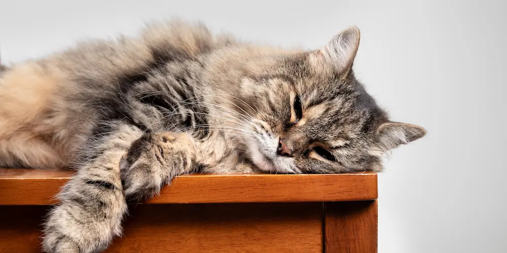 Featured image for post: Cat Euthanasia: When to Put a Cat Down