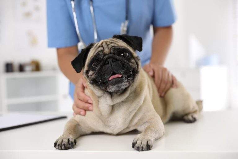 collapsing trachea in dogs signs causes treatment urgentvet ()
