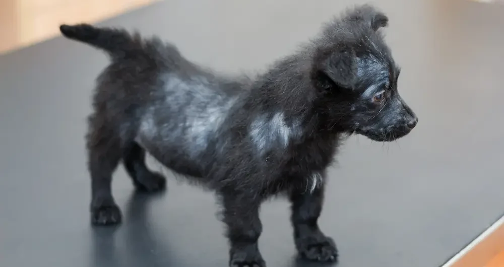 mange in dogs types symptoms causes treatment urgentvet