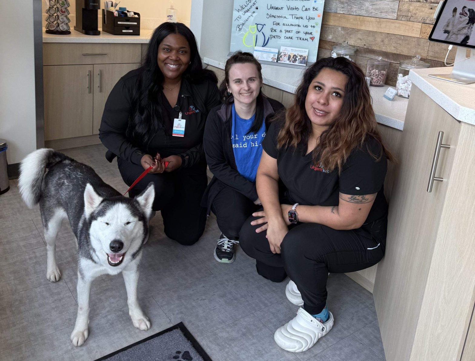 Featured image for post: UrgentVet Ballantyne Helps Husky Find New Home After Receiving Care