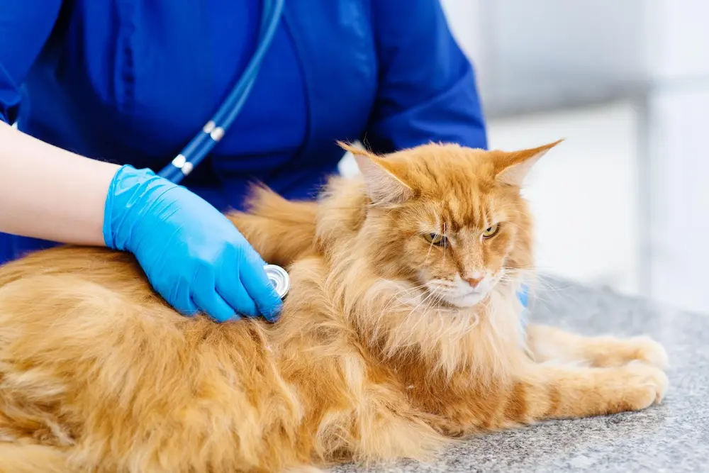 Blood in Cat Stool Types Causes Treatment What to Do UrgentVet Blood in Cat Stool Types Causes Treatment What to Do UrgentVet
