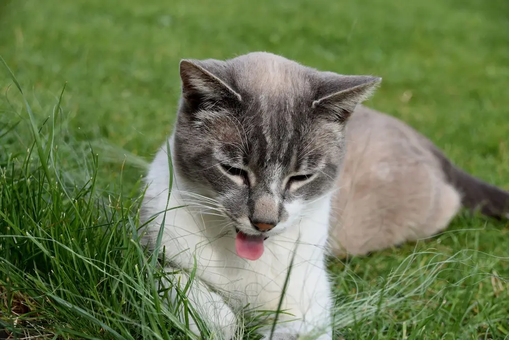Cat Vomiting Causes Types Treatment What to Do UrgentVet Cat Vomiting Causes Types Treatment What to Do UrgentVet