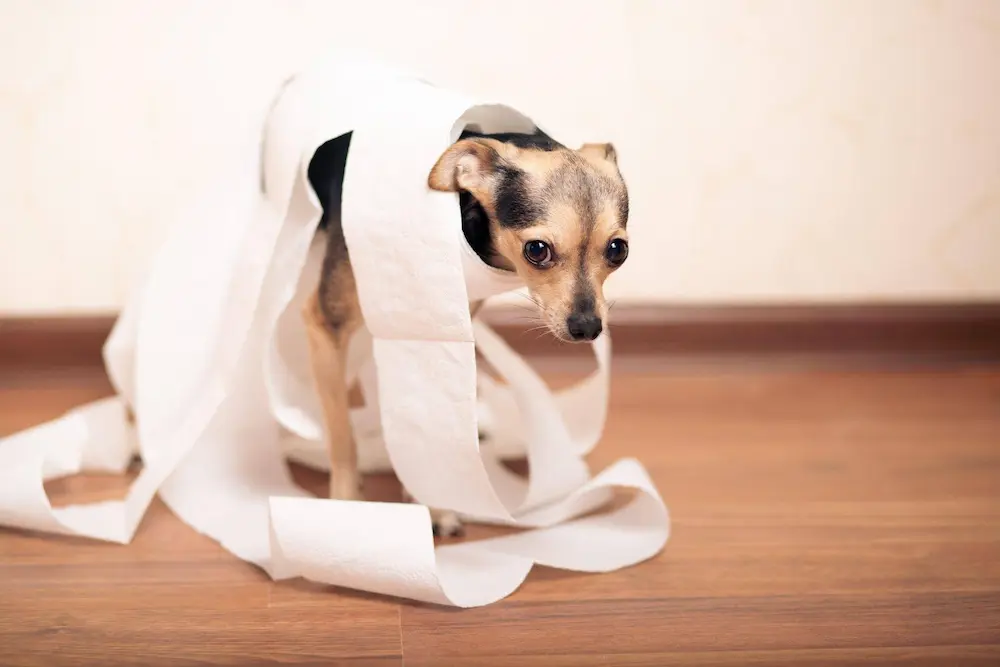Dog Diarrhea How To Identify Diagnose Treat It UrgentVet Dog Diarrhea causes types symptoms treatment How To Identify Diagnose UrgentVet