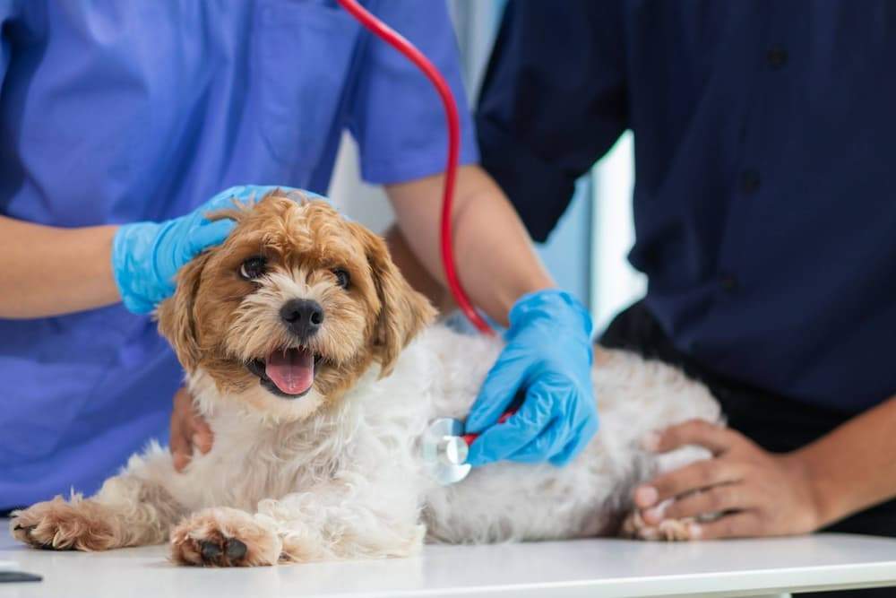 Dog Pooping Blood Common Causes What To Do treatment UrgentVet ()