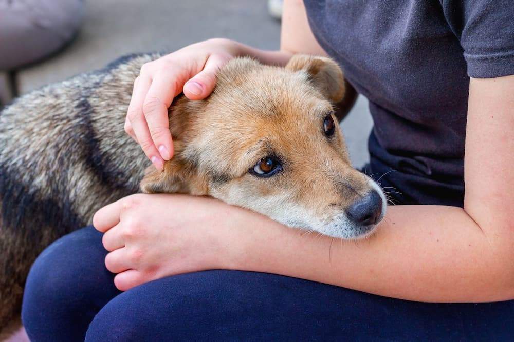 Featured image for post: Dog Vomiting: Causes, Types, Treatment and What to Do