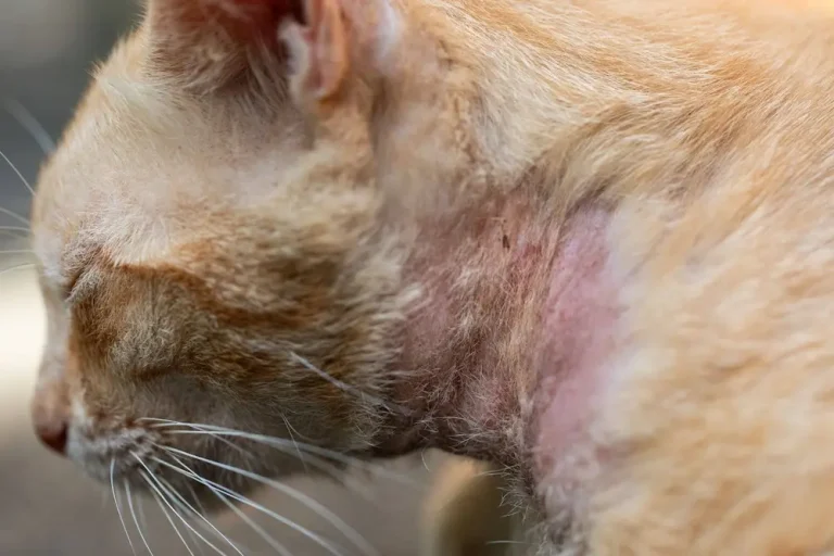 Mange in Cats Types Causes Symptoms Treatment UrgentVet