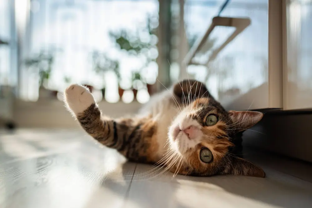Cat Spraying Why Cats spray how to stop them for doing it house urgentvet