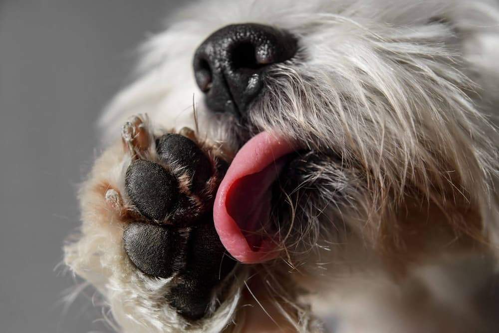 Featured image for post: Excessive Licking in Dogs: Causes & How to Stop Licking, Chewing & Grooming