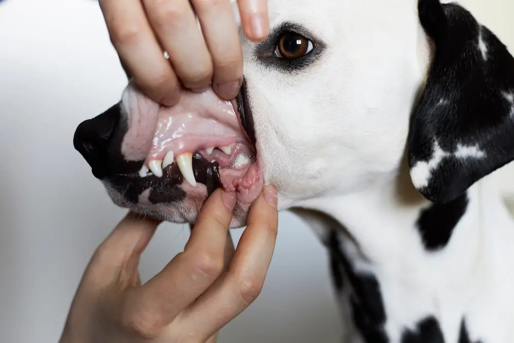 Dog Gum Color Guide Normal Healthy Dog Gums vs Unhealthy what colors mean UrgentVet guide dog gum color guide normal healthy dog gums vs unhealthy what colors mean UrgentVet guide