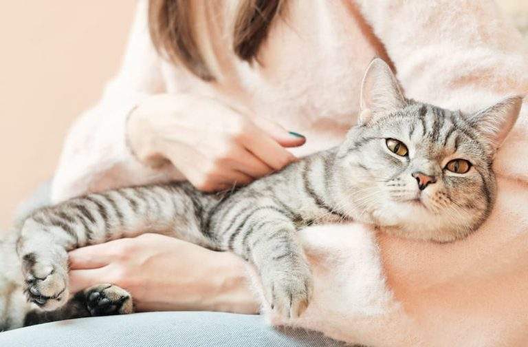 Hookworms in Cats Causes signs Symptoms Treatment prevention UrgentVet cat hookworm infection guide