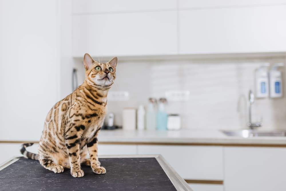 Featured image for post: Roundworms in Cats: Causes, Symptoms & Treatment