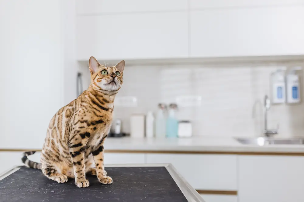 roundworms in cats causes signs symptoms treatment urgentvet feline cat roundworm guide roundworms in cats causes signs symptoms treatment UrgentVet feline cat roundworm guide