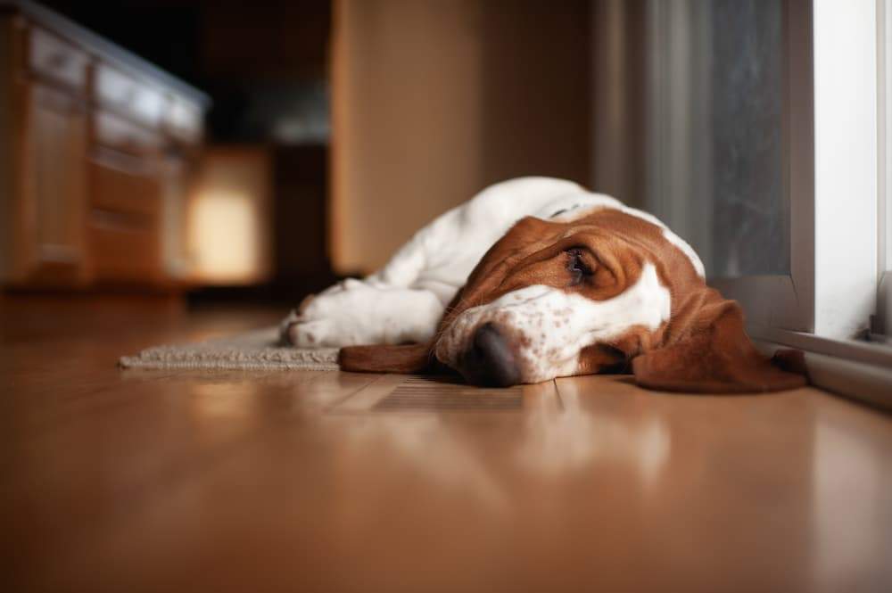 Roundworms in Dogs signs symptoms causes treatment prevention basset hound puppy UrgentVet dog roundworm guide