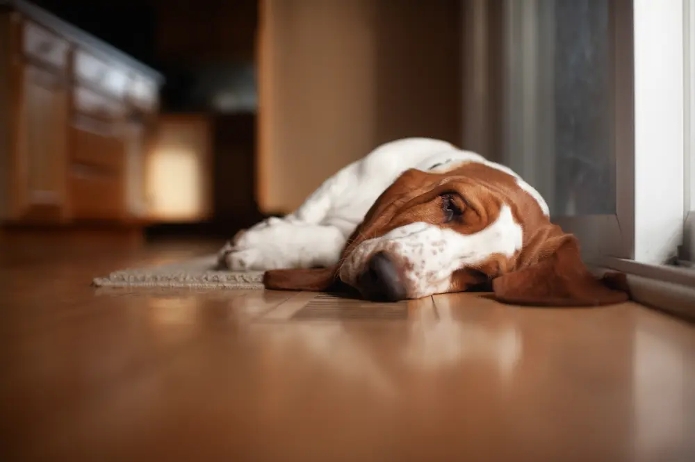 Featured image for post: Roundworms in Dogs: Symptoms, Causes, and Treatment