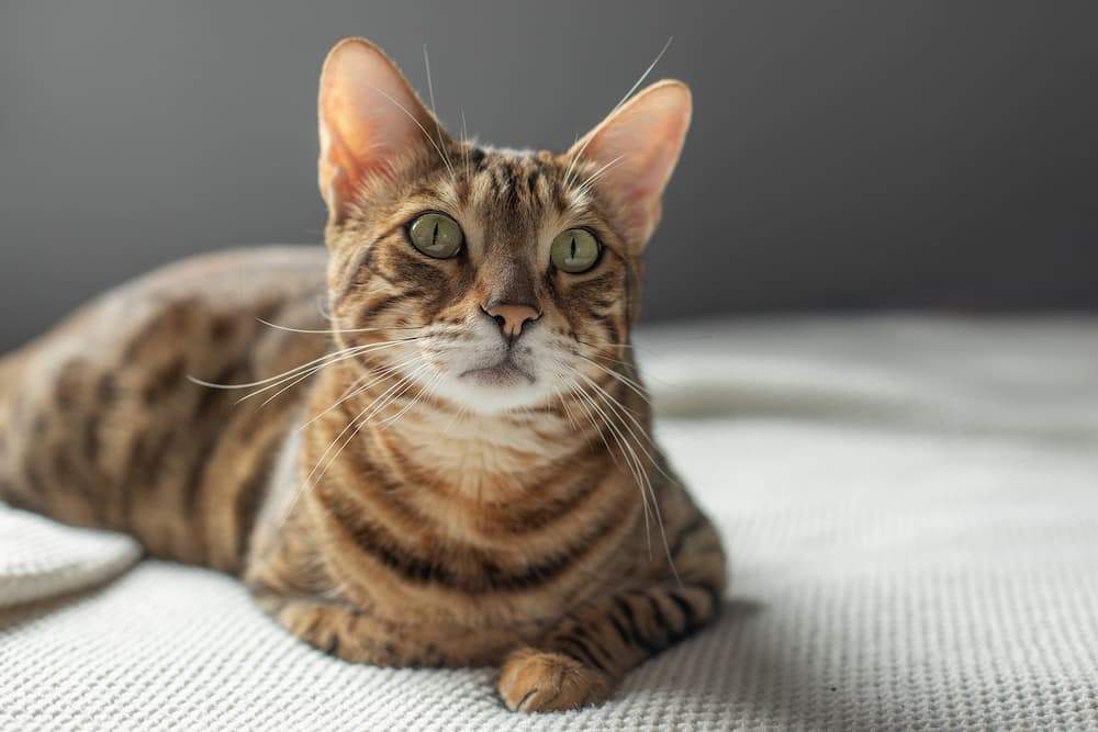 Featured image for post: Worms in Cats: Types, Causes, Symptoms & Treatment