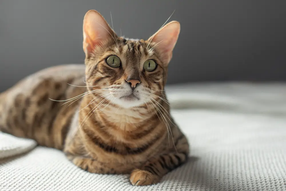 worms in cats types causes symptoms treatment prevention - UrgentVet feline cat worms guide