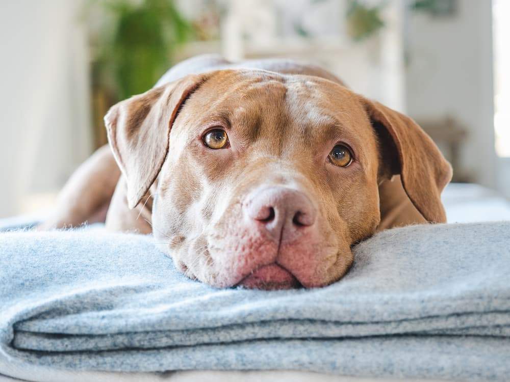 Worms in Dogs Types Causes Symptoms Treatment prevention UrgentVet canine dog worms guide () Worms in Dogs Types Causes Symptoms Treatment prevention UrgentVet canine dog worms guide ()
