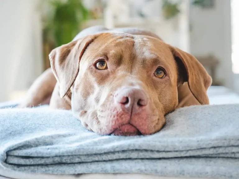 Worms in Dogs Types Causes Symptoms Treatment prevention UrgentVet canine dog worms guide