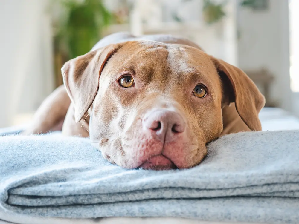 Featured image for post: Worms in Dogs: Types, Causes, Symptoms & Treatment