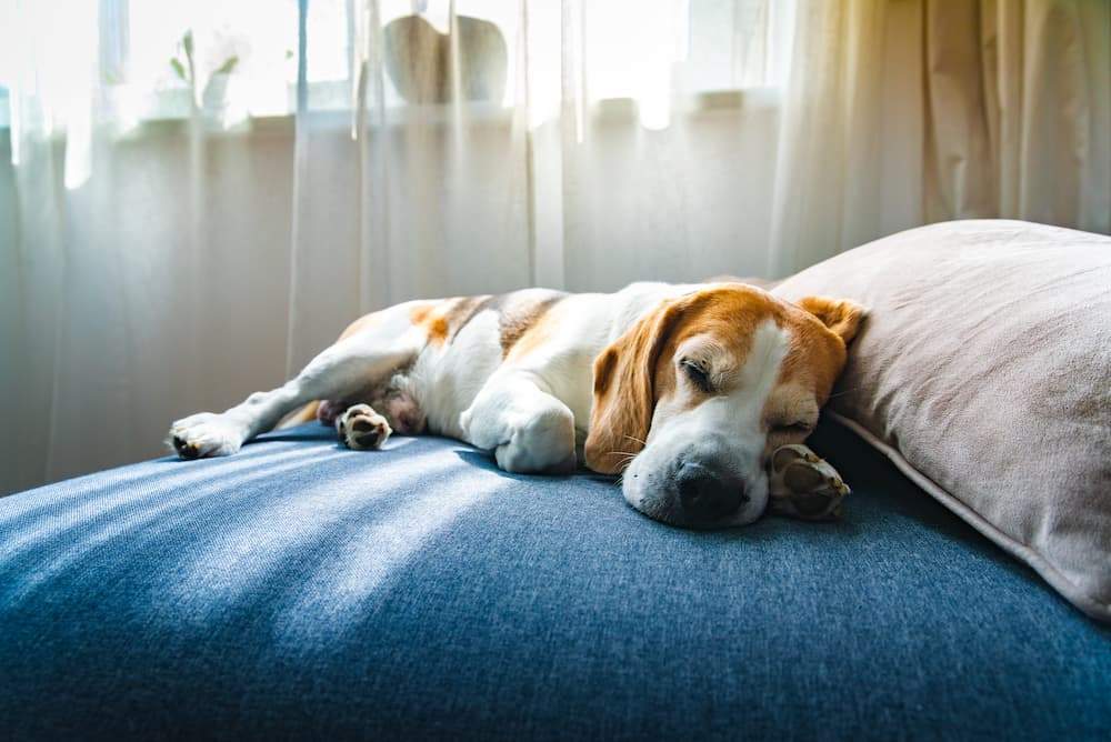 Featured image for post: Lethargy in Dogs: Causes, Symptoms, and What To Do