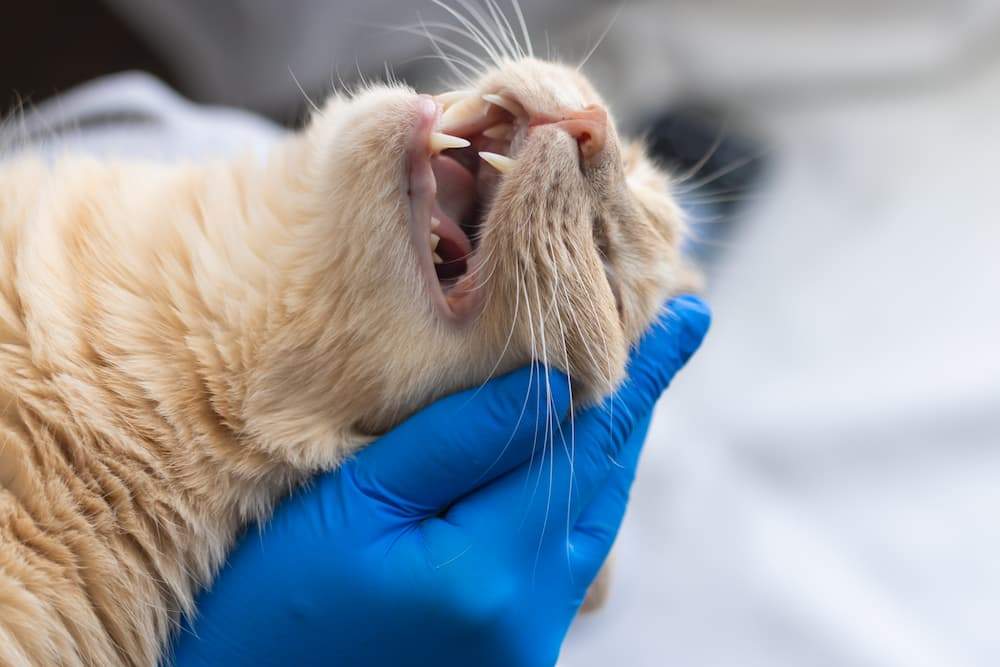 Featured image for post: Pale Gums in Cats: What It Means, Causes & Emergency Signs