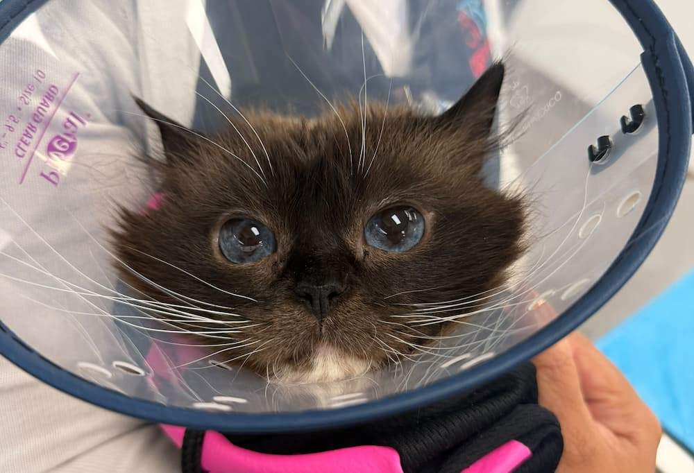 urgentvet doctor holding kitten cat in cone after treatment